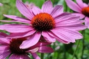 Echinacea juice for the treatment of prostate